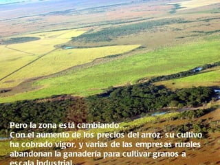 Pero la zona es tá c ambiando…
C on el aumento de los prec ios del arroz, s u c ultivo
ha cobrado vigor, y varias de las empres as rurales
abandonan la ganadería para c ultivar granos a
 