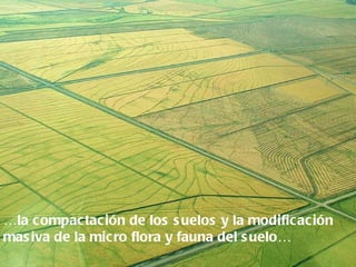 …la compactación de los s uelos y la modificación
mas iva de la micro flora y fauna del s uelo…
 
