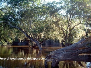 Pero el A yuí puede des aparecer.. .
 