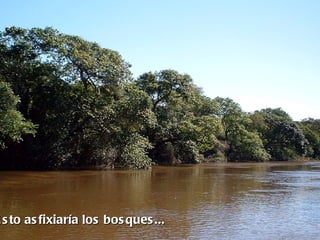 E s to as fixiaría los bos ques ...
 