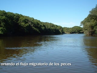 C ortando el flujo migratorio de los peces …
 