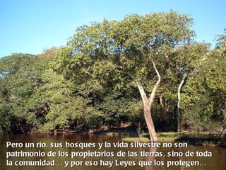 Pero un río, s us bos ques y la vida s ilves tre no s on
patrimonio de los propietarios de las tierras , s ino de toda
la comunidad… y por es o hay Leyes que los protegen…
 
