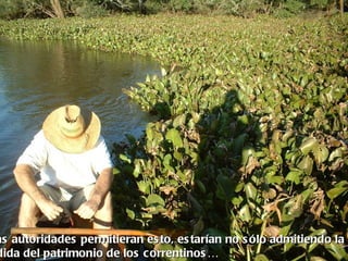as autoridades permitieran es to, es tarían no s ólo admitiendo la
dida del patrimonio de los correntinos …
 