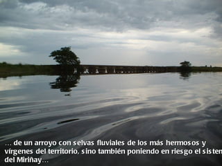 … de un arroyo con s elvas fluviales de los más hermos os y
vírgenes del territorio, s ino también poniendo en ries go el s is tem
del Miriñay…
 