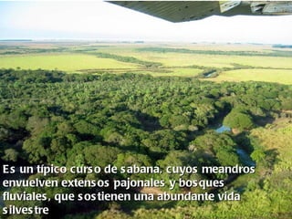 E s un típico curs o de s abana, cuyos meandros
envuelven extens os pajonales y bos ques
fluviales , que s os tienen una abundante vida
s ilves tre
 