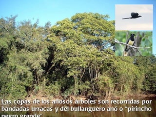Las copas de los años os árboles s on recorridas por
bandadas urracas y del bullanguero anó o “ pirincho
 