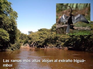 Las ramas más altas alojan al extraño biguá-
mboí
 
