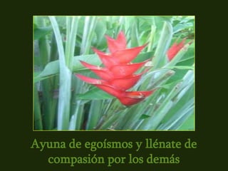 Ayuna de egoísmos y llénate de
  compasión por los demás
 