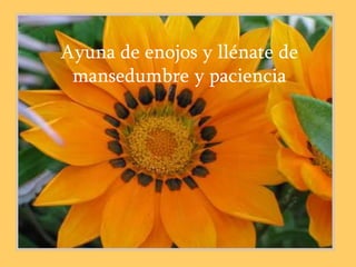 Ayuna de enojos y llénate de
 mansedumbre y paciencia
 