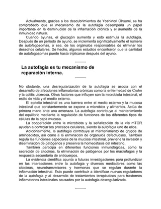 Actualmente, gracias a los descubrimientos de Yoshinori Ohsumi, se ha
comprobado que el mecanismo de la autofagia desempeña un papel
importante en la disminución de la inflamación crónica y el aumento de la
inmunidad natural.
Cuando ayunas, el glucagón aumenta y esto estimula la autofagia.
Después de un período de ayuno, se incrementa significativamente el número
de autofagosomas, o sea, de los orgánulos responsables de eliminar los
desechos celulares. De hecho, algunos estudios encontraron que la cantidad
de autofagosomas puede hasta triplicarse después del ayuno.
La autofagia es tu mecanismo de
reparación interna.
No obstante, una desregularización de la autofagia se asocia con el
desarrollo de afecciones inflamatorias crónicas como la enfermedad de Crohn
y la colitis ulcerosa. Otros factores que influyen son la microbiota intestinal, el
estilo de vida y el medio externo.
El epitelio intestinal es una barrera entre el medio externo y la mucosa
intestinal que constantemente se expone a microbios y alimentos. Actúa de
primera mano ante una amenaza. La autofagia contribuye al mantenimiento
del equilibrio mediante la regulación de funciones de los diferentes tipos de
células de la capa mucosa.
La cooperación entre la microbiota y la señalización de la vía mTOR
ayudan a controlar los procesos celulares, siendo la autofagia uno de ellos.
Adicionalmente, la autofagia contribuye al mantenimiento de grupos de
aminoácidos, así como a la eliminación de orgánulos defectuosos. También
regula las funciones especiales de la mucosa intestinal, previene la invasión y
diseminación de patógenos y preserva la homeostasis del intestino.
También participa en diferentes funciones inmunológicas, como la
secreción de citocinas, la eliminación de patógenos por los macrófagos y la
respuesta secundaria de anticuerpos.
La evidencia científica apunta a futuras investigaciones para profundizar
en las interacciones entre la autofagia y diversos mediadores como las
citocinas, neurotransmisores y hormonas que se regulan durante la
inflamación intestinal. Esto puede contribuir a identificar nuevos reguladores
de la autofagia y al desarrollo de tratamientos terapéuticos para trastornos
inflamatorios intestinales causados por la autofagia desregularizada.
 