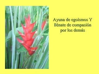 Ayuna de egoísmos Y llénate de compasión por los demás 