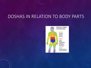 DOSHAS IN RELATION TO BODY PARTS
 