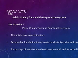 APANA VAYU
Site:
Pelvis, Urinary Tract and the Reproductive system
Site of action :
Pelvic Urinary Tract and Reproductive system.
• This acts in downward direction.
• Responsible for elimination of waste products like urine and stoo
• For passage of menstruation bleed every month and for sexual f
 