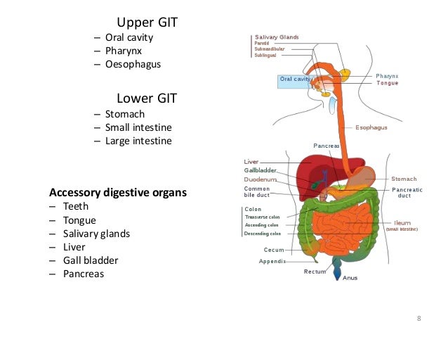 Ayurvedic anatomy of Gastero intestinal Tract