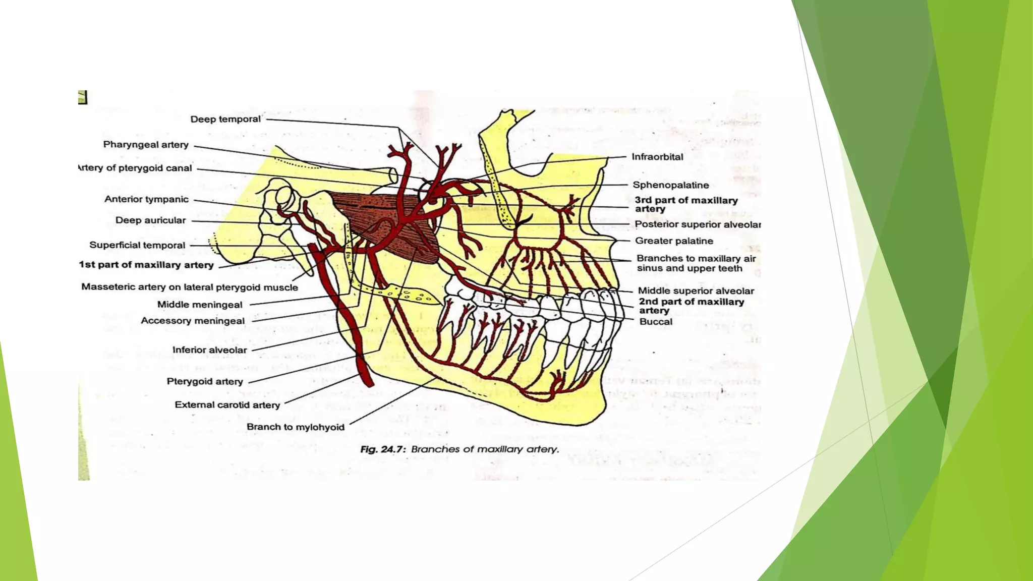 Blood supply of head & neck and periodontal tissues | PPT