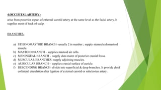 Blood supply of head & neck and periodontal tissues | PPTX