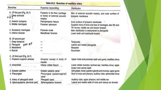 Blood supply of head & neck and periodontal tissues | PPTX