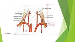Blood supply of head & neck and periodontal tissues | PPTX