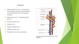 Blood supply of head & neck and periodontal tissues | PPTX