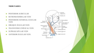 Blood supply of head & neck and periodontal tissues | PPTX
