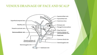 Blood supply of head & neck and periodontal tissues | PPTX