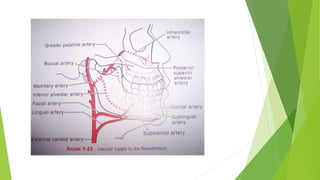 Blood supply of head & neck and periodontal tissues | PPTX