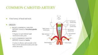 Blood supply of head & neck and periodontal tissues | PPTX