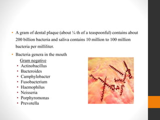 • A gram of dental plaque (about ¼ th of a teaspoonful) contains about
200 billion bacteria and saliva contains 10 million to 100 million
bacteria per milliliter.
• Bacteria genera in the mouth
Gram negative
• Actinobacillus
• Bacteroides
• Camphylobacter
• Fusobacterium
• Haemophilus
• Neisseria
• Porphyromonas
• Prevotella
 