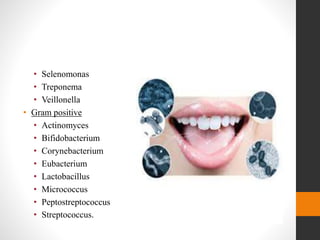 • Selenomonas
• Treponema
• Veillonella
• Gram positive
• Actinomyces
• Bifidobacterium
• Corynebacterium
• Eubacterium
• Lactobacillus
• Micrococcus
• Peptostreptococcus
• Streptococcus.
 