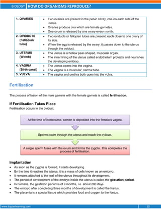 BIOLOGY HOW DO ORGANISMS REPRODUCE?
www.topperlearning.com 10
1. OVARIES  Two ovaries are present in the pelvic cavity, one on each side of the
uterus.
 Ovaries produce ova which are female gametes.
 One ovum is released by one ovary every month.
2. OVIDUCTS
(Fallopian
tube)
 Two oviducts or fallopian tubes are present, each close to one ovary of
its side.
 When the egg is released by the ovary, it passes down to the uterus
through the oviduct.
3. UTERUS
(Womb)
 The uterus is a hollow pear-shaped, muscular organ.
 The inner lining of the uterus called endothelium protects and nourishes
the developing embryo.
4. VAGINA
(Birth canal)
 The uterus opens into the vagina.
 The vagina is a muscular, narrow tube.
5. VULVA  The vagina and urethra both open into the vulva.
Fertilisation
The process of fusion of the male gamete with the female gamete is called fertilisation.
If Fertilisation Takes Place
Fertilisation occurs in the oviduct.
Implantation
 As soon as the zygote is formed, it starts developing.
 By the time it reaches the uterus, it is a mass of cells known as an embryo.
 It remains attached to the wall of the uterus throughout its development.
 The period of development of the embryo inside the uterus is called the gestation period.
 In humans, the gestation period is of 9 months, i.e. about 280 days.
 The embryo after completing three months of development is called the foetus.
 The placenta is a special tissue which provides food and oxygen to the foetus.
A single sperm fuses with the ovum and forms the zygote. This completes the
process of fertilisation.
Sperms swim through the uterus and reach the oviduct.
At the time of intercourse, semen is deposited into the female's vagina.
 