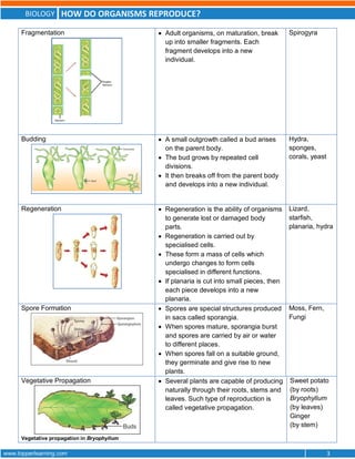 BIOLOGY HOW DO ORGANISMS REPRODUCE?
www.topperlearning.com 3
Fragmentation  Adult organisms, on maturation, break
up into smaller fragments. Each
fragment develops into a new
individual.
Spirogyra
Budding  A small outgrowth called a bud arises
on the parent body.
 The bud grows by repeated cell
divisions.
 It then breaks off from the parent body
and develops into a new individual.
Hydra,
sponges,
corals, yeast
Regeneration  Regeneration is the ability of organisms
to generate lost or damaged body
parts.
 Regeneration is carried out by
specialised cells.
 These form a mass of cells which
undergo changes to form cells
specialised in different functions.
 If planaria is cut into small pieces, then
each piece develops into a new
planaria.
Lizard,
starfish,
planaria, hydra
Spore Formation  Spores are special structures produced
in sacs called sporangia.
 When spores mature, sporangia burst
and spores are carried by air or water
to different places.
 When spores fall on a suitable ground,
they germinate and give rise to new
plants.
Moss, Fern,
Fungi
Vegetative Propagation
Vegetative propagation in Bryophyllum
 Several plants are capable of producing
naturally through their roots, stems and
leaves. Such type of reproduction is
called vegetative propagation.
Sweet potato
(by roots)
Bryophyllum
(by leaves)
Ginger
(by stem)
 