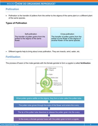BIOLOGY HOW DO ORGANISMS REPRODUCE?
www.topperlearning.com 6
Pollination
 Pollination is the transfer of pollens from the anther to the stigma of the same plant or a different plant
of the same species.
Types of Pollination
 Different agents help to bring about cross pollination. They are insects, wind, water, etc.
Fertilisation
The process of fusion of the male gamete with the female gamete to form a zygote is called fertilisation.
Self-pollination
The transfer of pollen grains from the
anther to the stigma of the same
flower.
Cross-pollination
The transfer of pollen grains from the
anther of one flower to the stigma of
another flower of the same species.
In the ovary, a female gamete fuses with the pollen grain to form a zygote.
The tip of the pollen tube dissolves to release the pollen grain into the ovary.
The pollen tube grows through the style of the flower and enters the ovary.
When pollen grains setttle on the stigma, they form a tube called the pollen tube.
 