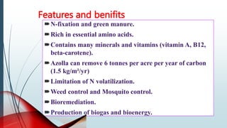 N-fixation and green manure.
Rich in essential amino acids.
Contains many minerals and vitamins (vitamin A, B12,
beta-carotene).
Azolla can remove 6 tonnes per acre per year of carbon
(1.5 kg/m²/yr)
Limitation of N volatilization.
Weed control and Mosquito control.
Bioremediation.
Production of biogas and bioenergy.
Features and benifits
 