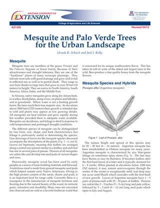 ARIZONA COOP E R AT I V E

    E TENSION
                                              College of Agriculture and Life Sciences
 AZ1429                                                                                                         Revised 04/12



             Mesquite and Palo Verde Trees
               for the Urban Landscape
                                             Ursula K. Schuch and Jack J. Kelly

Mesquite
  Mesquite trees are members of the genus Prosopis and              is renowned for its unique southwestern flavor. This has
the Fabaceae (legume or bean) family. Because of their              taken its toll on some of the oldest and largest trees in the
attractiveness and drought tolerance, they are one of the           wild. Bees produce a fine quality honey from the mesquite
“backbone” plants of many xeriscape plantings. They                 flowers.
tolerate most soils with good drainage and grow well in full
to reflected sun as well as in partial shade. They range in
size from shrubs to large trees that grow to over 30 feet (10
                                                                    Mesquite Species and Hybrids
meters) in height. They are native to North America, South          Prosopis alba (Argentine mesquite)
America, Africa, India, and the Middle East.
  In Arizona, native mesquites grow along dry stream beds,
in washes, flood plains, along rivers, on plains and hillsides,
and in grasslands. Where water is not a limiting growth
factor, the trees reach their true majestic size. At elevations
above 5000 feet (1525 meters) their growth is retarded due
to cold and plants may appear as low growing shrubs.
All mesquites are heat tolerant and grow rapidly during
hot weather provided there is adequate water available.
Mesquites are deciduous, and foliage is shed in response to
cold temperatures and prolonged drought conditions.
  The different species of mesquite can be distinguished
by tree form, size, shape, and bark characteristics, but
foliage is particularly useful in determining the species.
Line drawings of leaves for the mesquite species discussed                Figure 1: Leaf of Prosopis alba
accompany the descriptions of the plants (Fig. 1 – 6, and 8).         The mature height and spread of this species may
Leaves are bipinnate, meaning that leaflets are arranged            be 20 – 50 feet (6 – 16 meters). Argentine mesquite has
along a central axis (pinna) similar to a feather, and each leaf    been misidentified as Chilean mesquite for many years.
has one or several pairs of pinnae. Flowers of all mesquites        Argentine mesquite is characterized by airy blue-green
are catkin-like and develop into seed pods of various shapes        foliage on sometimes spiny stems (Fig. 1). The tree may
and sizes.                                                          have thorns or may be thornless. It becomes leafless after
   Historically, mesquite wood has been used by early               the first hard freeze of winter and is typically dormant for
peoples as a source of food, building materials and firewood.       6 – 8 weeks. When planted at elevations below 2500 feet
A nutritious meal is made from ground mesquite seed pods            (762 meters), it may remain semi-evergreen through the
which helped sustain early Native Americans. Owing to               winter. If the winter is exceptionally mild, leaf drop may
the high protein content of the seeds, shoots and pods, it          not occur until March which coincides with the first flush
is an important food for range cattle. Currently there is a         of new growth. Leaves of Argentine mesquite have 1 – 3
resurgence in the manufacture of mesquite furniture and             pairs of pinnae each with 25 – 50 pairs of leaflets. Flowers
flooring due to the natural beauty of the wood, its intricate       are catkin-like 2 – 3 inches (5 – 8 cm) long and pale yellow,
grain, coloration and durability. Many trees are converted          followed by 3 – 5 inch (8 – 12 cm) long seed pods which
into charcoal and are sold as a favorite barbecue wood that         ripen in July and August.
 