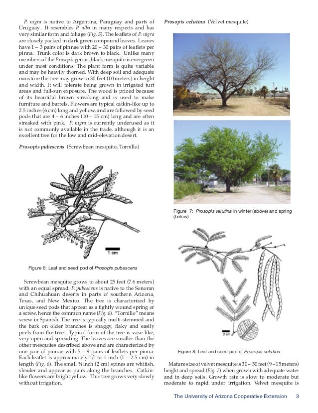 Mesquite and Palo Verde Trees for the Urban Landscape University of…