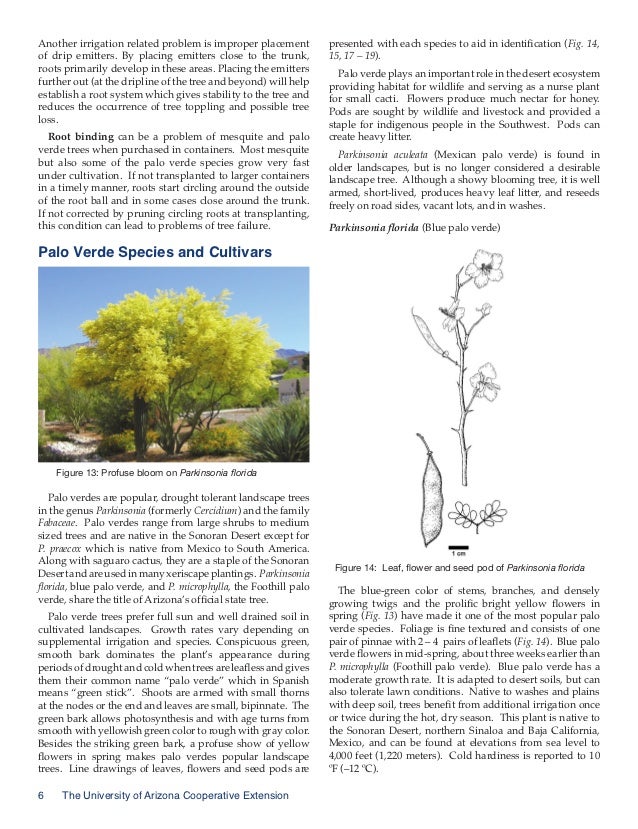 Mesquite and Palo Verde Trees for the Urban Landscape University of…