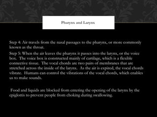 Step 4: Air travels from the nasal passages to the pharynx, or more commonly known as the throat.  Step 5: When the air leaves the pharynx it passes into the larynx, or the voice box.  The voice box is constructed mainly of cartilage, which is a flexible connective tissue.  The vocal chords are two pairs of membranes that are stretched across the inside of the larynx.  As the air is expired, the vocal chords vibrate.  Humans can control the vibrations of the vocal chords, which enables us to make sounds.  Food and liquids are blocked from entering the opening of the larynx by the epiglottis to prevent people from choking during swallowing.  Pharynx and Larynx  