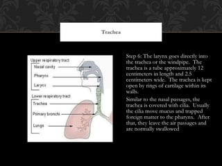 Step 6: The larynx goes directly into the trachea or the windpipe.  The trachea is a tube approximately 12 centimeters in length and 2.5 centimeters wide.  The trachea is kept open by rings of cartilage within its walls.  Similar to the nasal passages, the trachea is covered with cilia.  Usually the cilia move mucus and trapped foreign matter to the pharynx.  After that, they leave the air passages and are normally swallowed Trachea 
