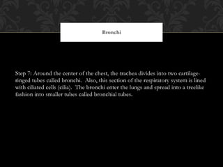 Step 7: Around the center of the chest, the trachea divides into two cartilage-ringed tubes called bronchi.  Also, this section of the respiratory system is lined with ciliated cells (cilia).  The bronchi enter the lungs and spread into a treelike fashion into smaller tubes called bronchial tubes.  Bronchi 