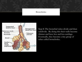 Step 8: The bronchial tubes divide and then subdivide.  By doing this their walls become thinner and have less and less cartilage.  Eventually, they become a tiny group of tubes called bronchioles.  Bronchioles 