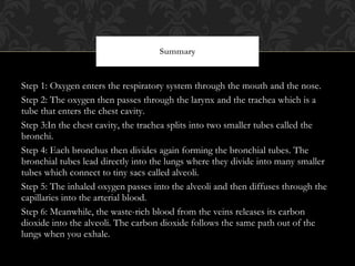 Step 1: Oxygen enters the respiratory system through the mouth and the nose.  Step 2: The oxygen then passes through the larynx and the trachea which is a tube that enters the chest cavity.  Step 3:In the chest cavity, the trachea splits into two smaller tubes called the bronchi.  Step 4: Each bronchus then divides again forming the bronchial tubes. The bronchial tubes lead directly into the lungs where they divide into many smaller tubes which connect to tiny sacs called alveoli.  Step 5: The inhaled oxygen passes into the alveoli and then diffuses through the capillaries into the arterial blood.  Step 6: Meanwhile, the waste-rich blood from the veins releases its carbon dioxide into the alveoli. The carbon dioxide follows the same path out of the lungs when you exhale.  Summary 
