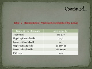 Table -2- Measurement of Microscopic Elements of the Leaves
Name of the elements Size range (µ)
Trichomes 150-240
Upper epidermal cells 17-31
Lower epidermal cell 16-31
Upper palisade cells 16-38x5-13
Lower palisade cells 18-21x6-11
Pith cells 25-5
 