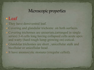  Leaf
 They have dorsiventral leaf.
 Covering and glandular trichome on both surfaces.
 Covering trichomes are uniseriate,(arranged in single
series) 3-4 cells long having collapsed cells acute apex
and warty (hard rough lump growing on) cutical.
 Glandular trichomes are short , unicellular stalk and
bicellular or unicellular head .
 It have anomocytic stomata (irregular celled).
 