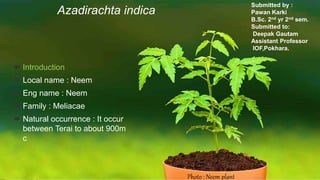 Azadirachta indica
 Introduction
 Local name : Neem
 Eng name : Neem
 Family : Meliacae
 Natural occurrence : It occur
between Terai to about 900m
c
Photo : Neem plant
Submitted by :
Pawan Karki
B.Sc. 2nd yr 2nd sem.
Submitted to:
Deepak Gautam
Assistant Professor
IOF,Pokhara.
 