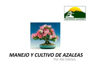 MANEJO Y CULTIVO DE AZALEAS 
                Por Ale Gámez. 
 