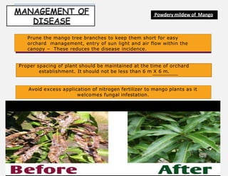 Infested Mango Tree Azan -06 Mango Insect pests and diseases .pptx