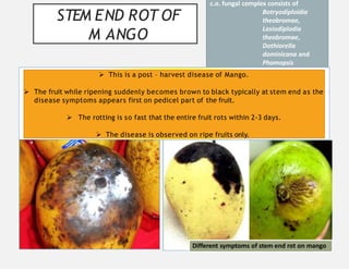 Azan -06 Mango Insect pests and diseases .pptx