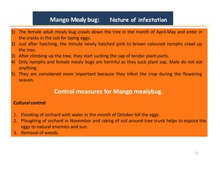 Azan -06 Mango Insect pests and diseases .pptx