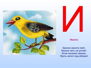 Иволга
Звонко иволга поёт,
Звонко петь не устаёт.
Если песенка звонка,
Пусть летит под облака!
 