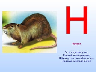 Нутрия
Есть и нутрия у нас,
Про неё такой рассказ:
Шёрстку чистит, зубки точит,
И всегда купаться хочет!
 